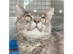 Adopt Portia a Gray or Blue Domestic Longhair / Mixed cat in South Haven