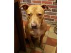 Adopt Diesel a Tan/Yellow/Fawn - with White American Pit Bull Terrier / Hound