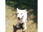Adopt Blanche a Tan/Yellow/Fawn Labrador Retriever / Mixed dog in Beaumont