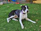 Adopt Rosita Martinez a Black Labrador Retriever dog in Provo, UT (38154321)