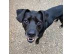 Adopt Angus a Black Mixed Breed (Medium) / Mixed dog in Charleston