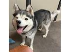 Adopt Hobbit a Gray/Silver/Salt & Pepper - with Black Husky / Mixed dog in Las