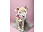 Adopt Titus a Pit Bull Terrier, Mixed Breed