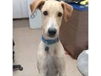 Adopt Pluto a Tan/Yellow/Fawn Mixed Breed (Medium) / Mixed dog in Vieques