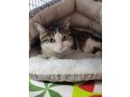 Adopt Piper a White Domestic Shorthair / Domestic Shorthair / Mixed cat in