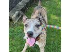 Adopt Carolina a White - with Tan, Yellow or Fawn Catahoula Leopard Dog / Mixed