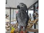 Adopt Toby a African Grey bird in Kanab, UT (37904529)