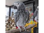 Adopt Shiba a African Grey bird in Kanab, UT (37904528)