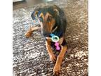 Adopt Sammy a Brown/Chocolate - with Tan Doberman Pinscher / German Shepherd Dog