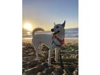 Adopt Joe a White Jindo / German Shepherd Dog / Mixed dog in San Francisco