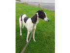 Adopt Sheedy Cricket (Cricket) a Greyhound / Mixed dog in Glen Ellyn