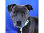 Adopt Hampton 092604R a Terrier