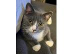 Adopt Bootsy a Domestic Shorthair / Mixed (short coat) cat in Alpharetta