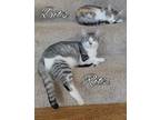Adopt Bits a Domestic Shorthair / Mixed (short coat) cat in Hoover