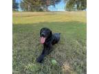 Adopt Kendrick a Black Labrador Retriever / Mixed dog in Albert Lea