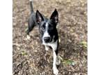 Adopt Pickle a Black Mixed Breed (Medium) / Mixed dog in Middletown