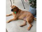 Adopt Moxie a Red/Golden/Orange/Chestnut Terrier (Unknown Type
