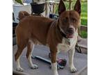 Adopt Hank William MA a Brown/Chocolate American Staffordshire Terrier / Basenji