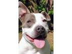 Adopt Maxwell a White American Pit Bull Terrier / Mixed dog in Blackwood