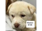 Adopt Weston a Husky, Labrador Retriever