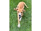 Adopt Aphrodite a Tan/Yellow/Fawn - with White Hound (Unknown Type) / Terrier