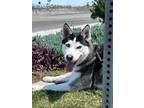 Adopt NOAH a Black Husky / Mixed dog in Huntington Beach, CA (38345553)