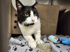 Adopt EDGE a Domestic Short Hair