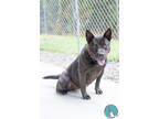 Adopt Ursula a Black Chow Chow / Terrier (Unknown Type, Small) / Mixed dog in