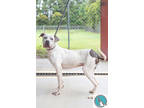 Adopt Speckles a White American Pit Bull Terrier / Mixed dog in Walterboro