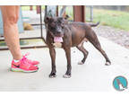 Adopt Winston a Brown/Chocolate Mixed Breed (Medium) / Mixed dog in Walterboro