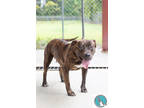 Adopt Briella a Black Terrier (Unknown Type, Small) / Mixed dog in Walterboro