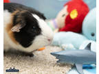 Adopt Rolph a Black Guinea Pig / Mixed small animal in Lowell, MA (38324645)