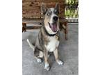 Adopt Andy a Gray/Blue/Silver/Salt & Pepper Australian Shepherd / Mixed dog in