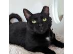 Adopt Baby Girl a All Black Domestic Shorthair / Mixed cat in Cumming