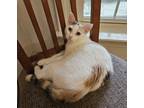 Adopt Do-si-do a White (Mostly) Domestic Shorthair (short coat) cat in