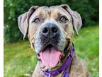 Adopt Pam a Tan/Yellow/Fawn Mixed Breed (Large) / Mixed dog in Cincinnati