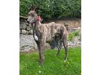 Adopt Joan’s Claret (Smokey) a Greyhound / Mixed dog in Glen Ellyn