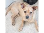 Adopt Chicago a Brown/Chocolate Mixed Breed (Small) / Mixed dog in Lindenwold