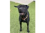 Adopt Stella a Black Shar Pei / Retriever (Unknown Type) / Mixed dog in