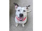 Adopt Pinto a White American Pit Bull Terrier / Mixed dog in Springfield