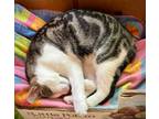 Adopt Rye a Brown Tabby Domestic Shorthair (short coat) cat in Haslett