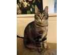 Adopt Winston a Brown Tabby Domestic Shorthair (short coat) cat in Haslett