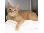 Adopt Loki a Orange or Red Domestic Shorthair / Mixed cat in Michigan City