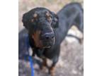 Adopt Guinness a Black and Tan Coonhound