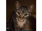 Adopt Scarecrow a Tabby