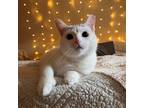 Adopt Snowball a White Domestic Shorthair / Domestic Shorthair / Mixed cat in