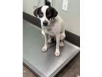 Adopt Kaia a White Beagle / Mixed dog in Florence, AL (38364721)