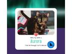 Adopt Aurora a Tortoiseshell Domestic Shorthair (short coat) cat in