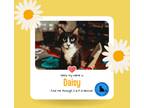 Adopt Daisy a Black & White or Tuxedo Domestic Shorthair (short coat) cat in