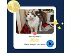 Adopt Moon a Spotted Tabby/Leopard Spotted Domestic Shorthair (short coat) cat